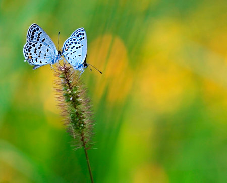 butterflyの写真素材
