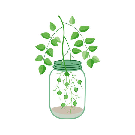 Beautiful Realistic Houseplant Tree Vector Illustration Isolated on a White Backgroundのイラスト素材