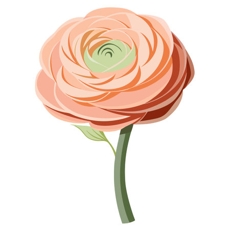 Detailed Illustration of a Persian Buttercup with Yellow Center and Long Stemsのイラスト素材