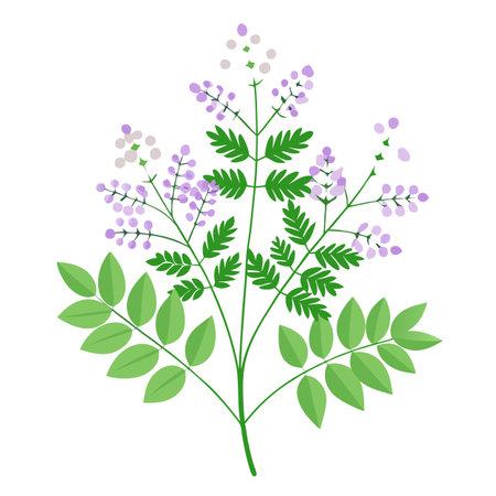 Meadow Rue Plant with Purple Flowers and Green Leaves in a Garden Settingのイラスト素材