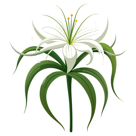 Botanical Depiction of a Spider Lily Plant in Full Bloom with Green Leaves and Stemsのイラスト素材
