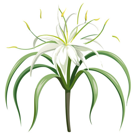 Beautiful Spider Lily with White Petals and Green Leavesのイラスト素材