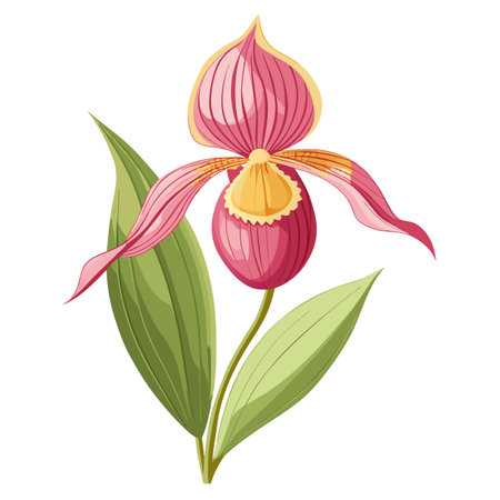 Detailed Illustration of a Lady's Slipper Orchid with White Petals and Long Stemsのイラスト素材
