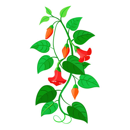 Illustration of a pepper plant on a white background. Vector illustration.のイラスト素材