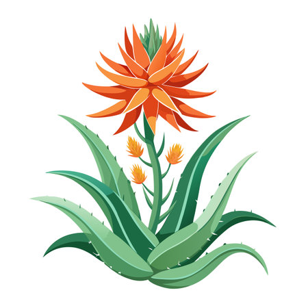 Beautiful Aloe Vera Plant with Thick Leaves and Flowersのイラスト素材