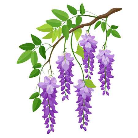 Botanical Depiction of a Wisteria Vine in Full Bloom with Green Leaves and Stemsのイラスト素材