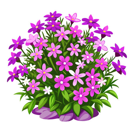 Creeping Phlox Plant with Purple Flowers and Green Leaves in a Garden Settingのイラスト素材
