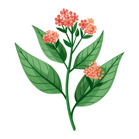 Milkweed Plant with Purple Flowers and Green Leaves in a Garden Settingのイラスト素材