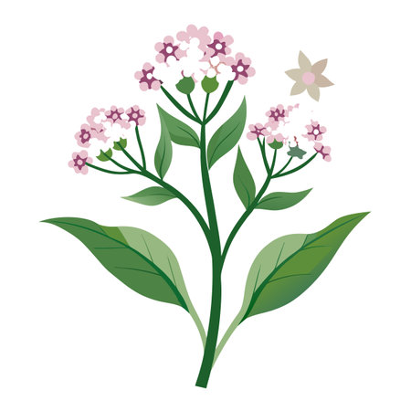 Beautiful Milkweed Plant with Clusters of Small Flowers and Green Leavesのイラスト素材