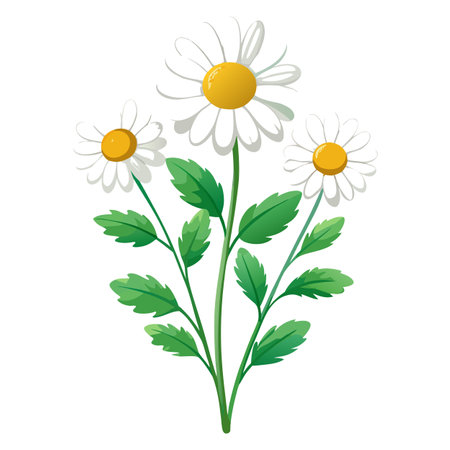 Beautiful Chamomile Plant with Small White Flowers and Green Leavesのイラスト素材