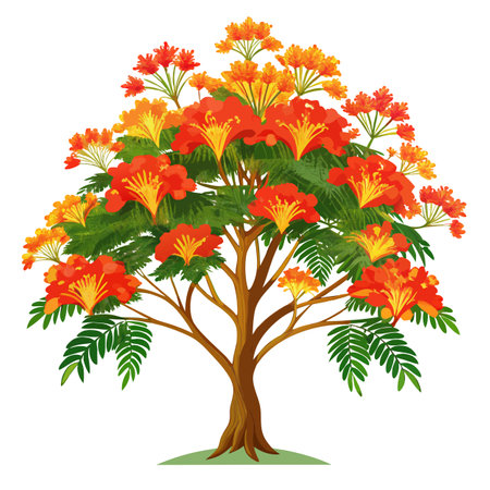 Detailed Illustration of a Flame Tree with White Petals and Long Stemsのイラスト素材
