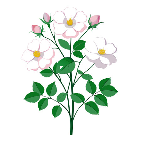 Beautiful Wild Rose Plant with Pink Flowers and Leavesのイラスト素材