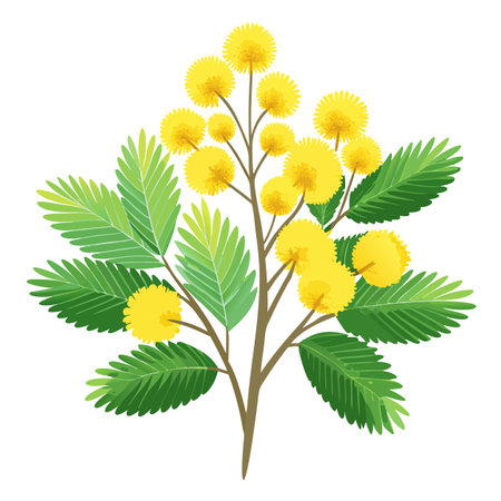Botanical Rendering of a Mimosa Plant in Full Bloom with Green Leaves and Stemsのイラスト素材