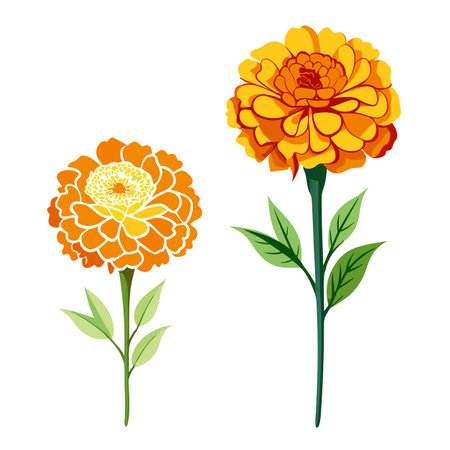 Vibrant Marigold Flower Illustration, Orange and Yellow Blooms on White Backgroundのイラスト素材