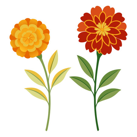 Vector Illustration of Orange and Red Marigold Flowers with Leaves on White Backgroundのイラスト素材