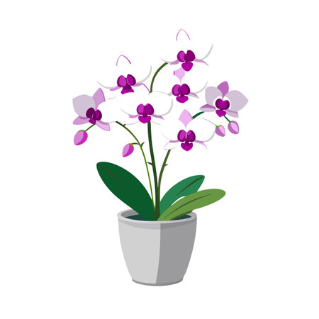 Elegant Potted Orchid with Purple Centers - Vector Illustration for Floral Designsのイラスト素材