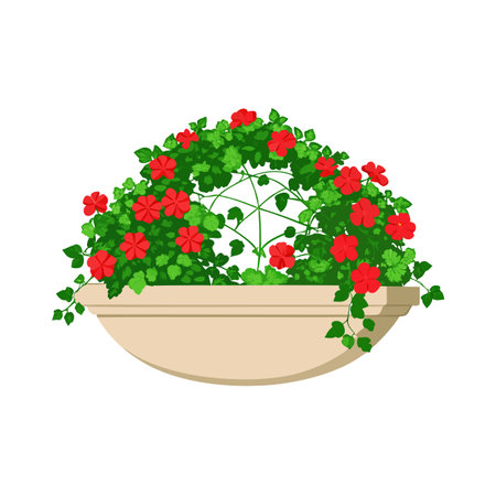 Red Geraniums in a Decorative Planter Illustration Isolated on White Backgroundのイラスト素材