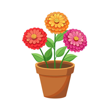 Colorful Zinnias in a Pot: Red, Orange and Pink Flowers Vector Illustrationのイラスト素材