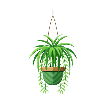 Hanging Spider Plant in Pot - Indoor Houseplant Vector Illustrationのイラスト素材
