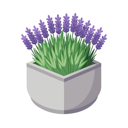 Lavender plant in a modern grey pot, isolated vector illustrationのイラスト素材