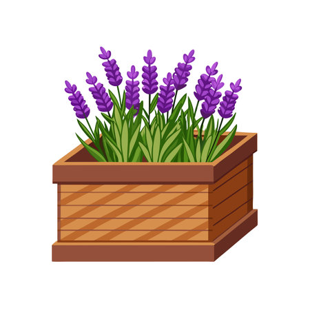 Lavender Plant in Wooden Box, Purple Flower, Gardening Concept, Isolated on Whiteのイラスト素材
