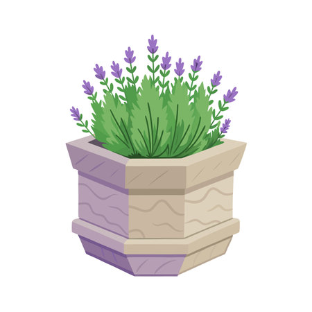 Lavander Plant in Pot, Vector Illustration of Blooming Lavender in Containerのイラスト素材