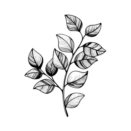 Elegant botanical illustration featuring a stem of leaves in detailed line art on whiteのイラスト素材