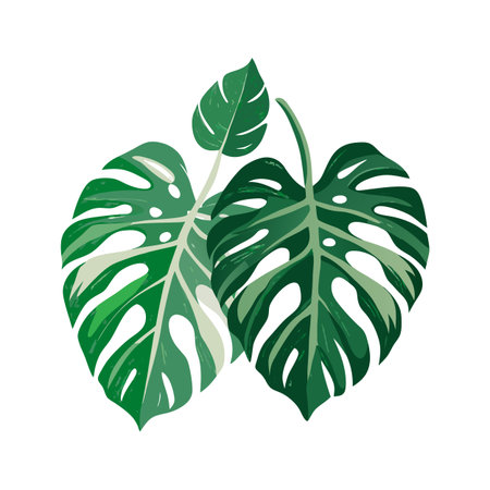 Vector illustration of monstera leaves in various shades of green isolated on white backgroundのイラスト素材