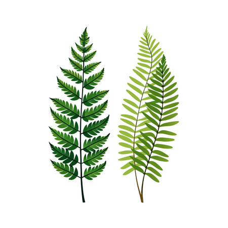 Botanical Illustration of Two Fern Fronds in Varying Shades of Green on White Backgroundのイラスト素材