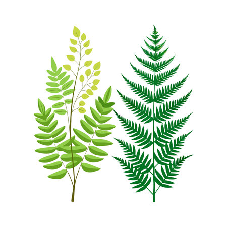 Botanical illustration of two fern and rowan branches in varied shades of green, isolated on whiteのイラスト素材