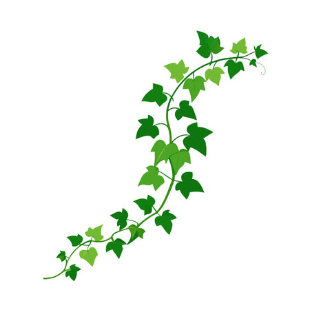 Decorative Ivy Vine Illustration with Green Leaves on a White Backgroundのイラスト素材