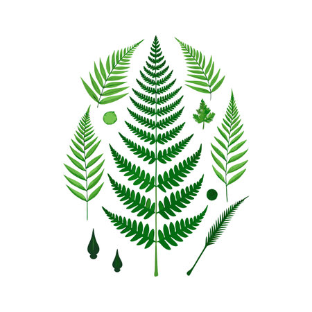 Botanical Fern Collection: An Elegant Assortment of Green Ferns on White Backgroundのイラスト素材