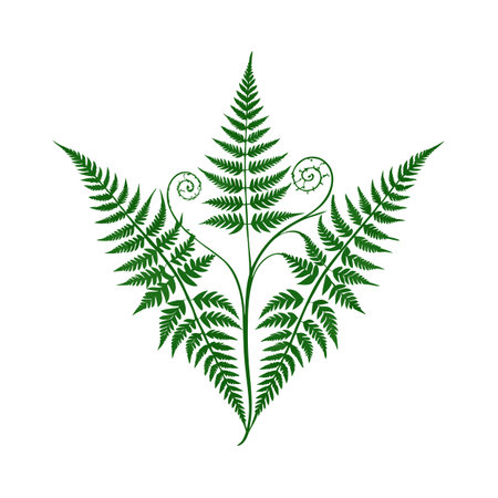 Elegant green fern illustration isolated on white background for nature themed designsのイラスト素材