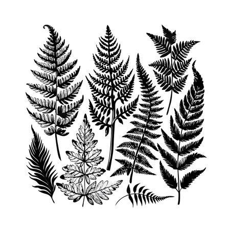 Fern fronds in black ink illustration, set against white background, botanical designのイラスト素材