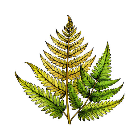 Elegant Fern Frond Illustration with Green and Yellow Tones on a White Backgroundのイラスト素材