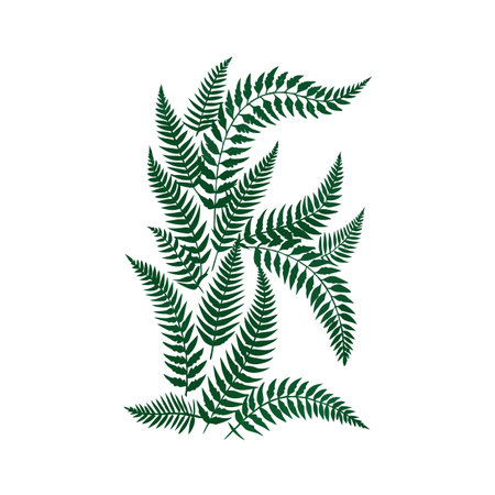 Elegant arrangement of deep green fern fronds on a clean white background, creating a natural pattern.のイラスト素材