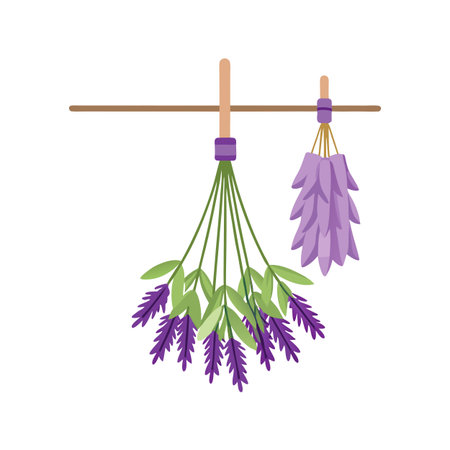 Dried Lavender Bunches Hanging From a Wooden Dowel on a White Backgroundのイラスト素材