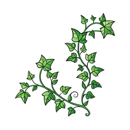 Illustration of green ivy vine with detailed leaves isolated on white backdropのイラスト素材