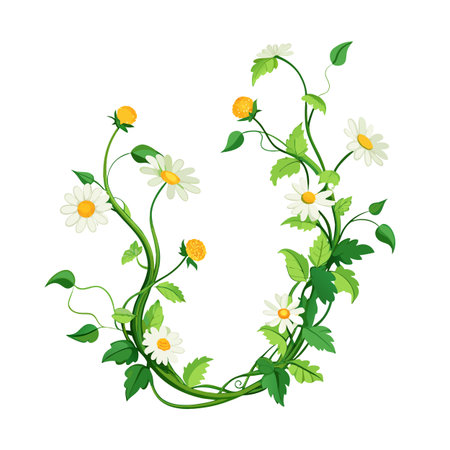 Daisy floral frame with green vines and yellow buds on a white backgroundのイラスト素材