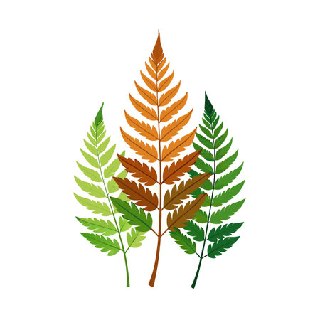 Illustration of three fern leaves in different autumnal colors isolated on white backgroundのイラスト素材