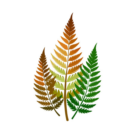 Three fern fronds in autumnal colors on white backdrop creating natural patternのイラスト素材