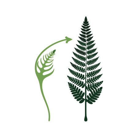 Fern Frond Development Depicted in Flat Design with Arrow Guide on White Backgroundのイラスト素材