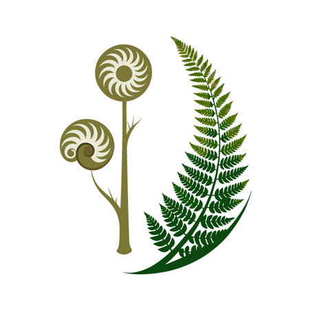 Vector Illustration of Fern Fronds and Koru, Symbolizing New Life and Growthのイラスト素材