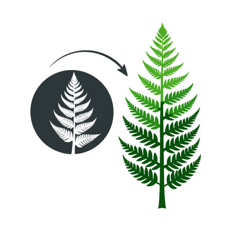 Fern Leaf Transformation: From Silhouette to Vibrant Green, a Natural Evolutionのイラスト素材