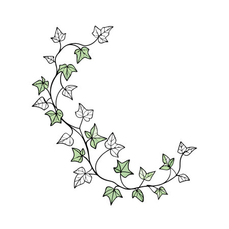 Delicate ivy vine illustration with green leaves and outline leaves forming decorative archのイラスト素材