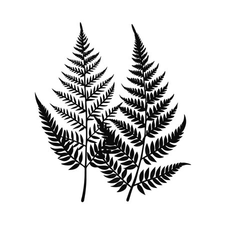 Black fern fronds silhouette isolated on white background for graphic elementsのイラスト素材