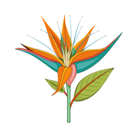 Stylized Bird of Paradise Flower Illustration on White Background with Vibrant Colorsのイラスト素材