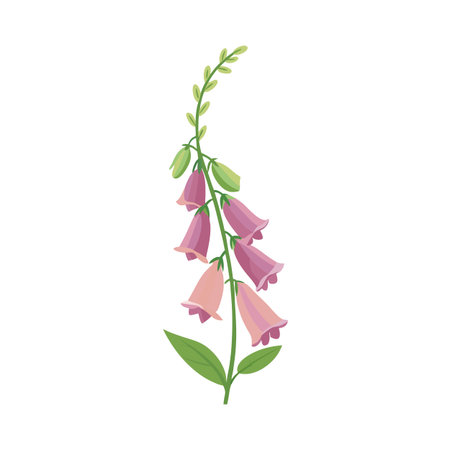 Illustration of a foxglove flower stalk with pink blooms and fresh green leaves.のイラスト素材