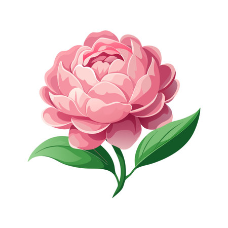 Isolated pink peony flower with green leaves on a white background, vector illustrationのイラスト素材