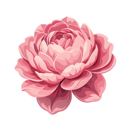 Single layered pink rose bloom on a white background, floral vector illustrationのイラスト素材